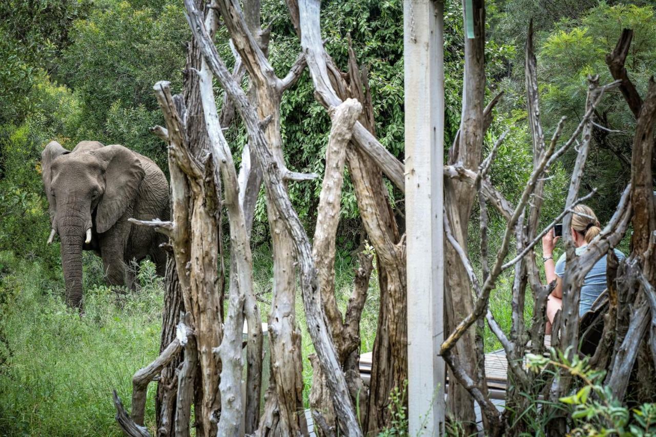 Simbavati River Lodge Timbavati Game Reserve Exteriér fotografie