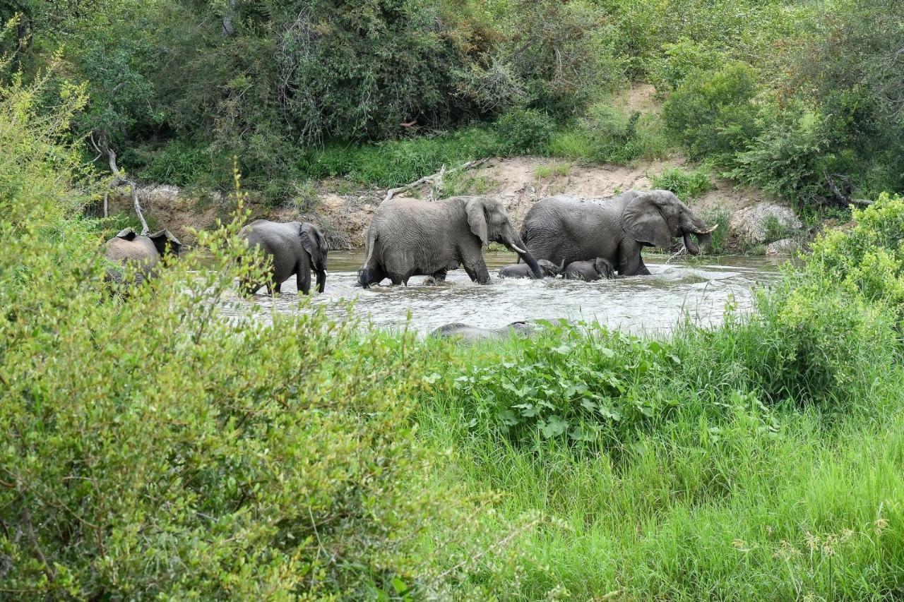 Simbavati River Lodge Timbavati Game Reserve Exteriér fotografie